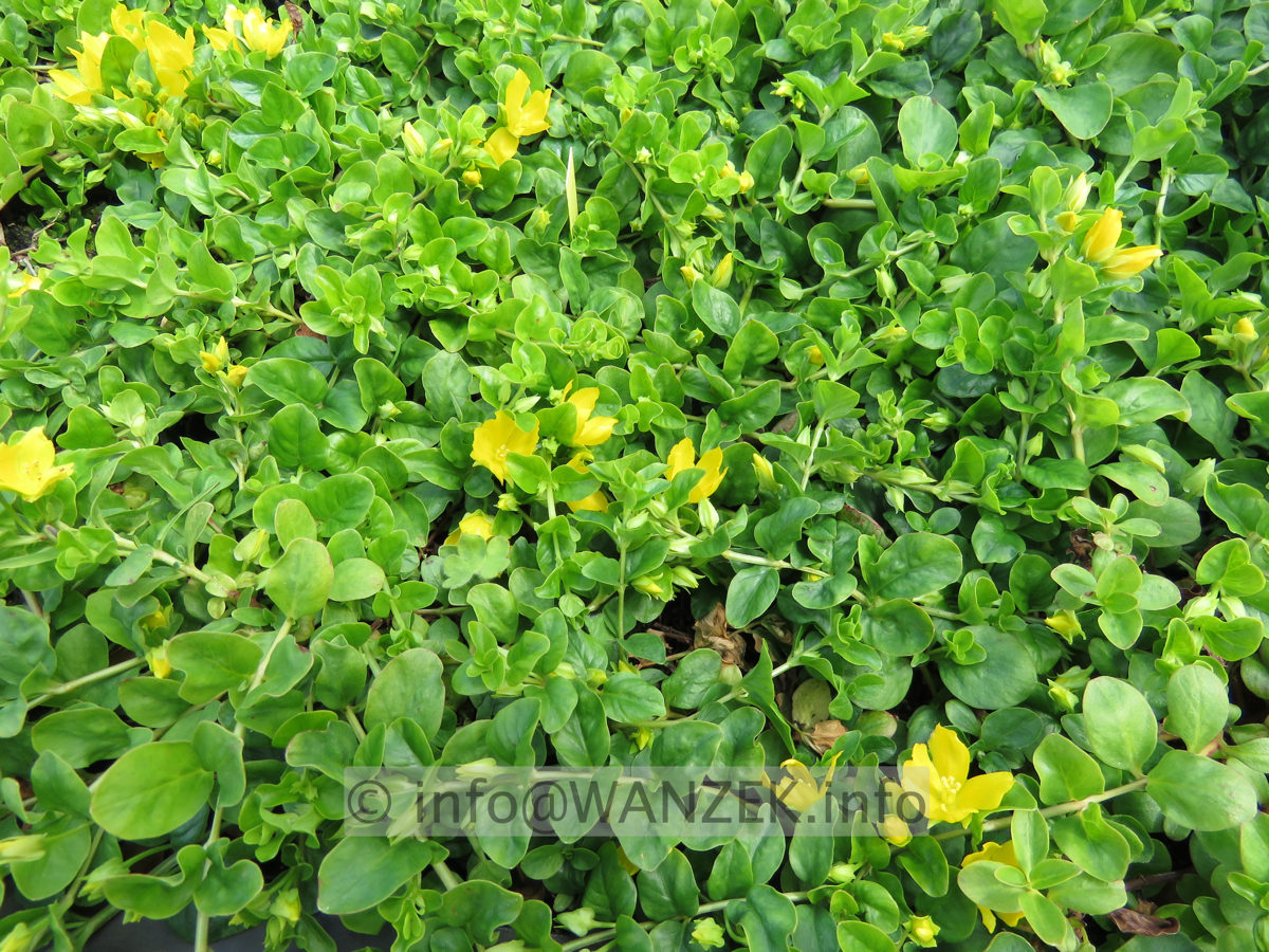 Lysimachia nummularia 01.JPG